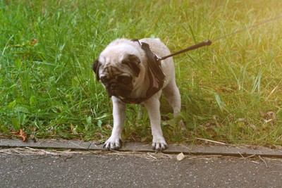 歩きたがらない犬