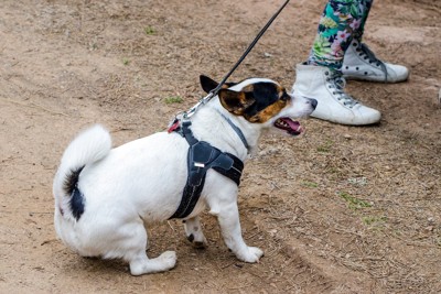 リードを引っ張られる犬