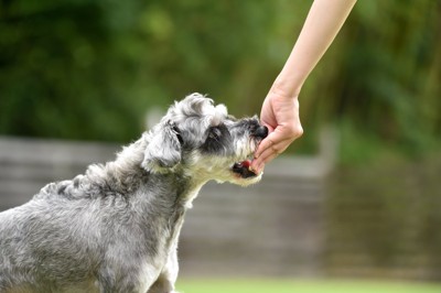 おやつをもらう犬