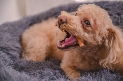 おやつを食べる犬