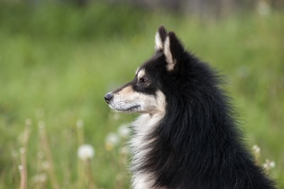 犬の横顔
