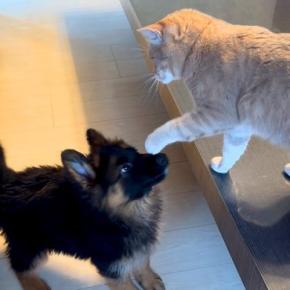 新入りの子犬に先住猫がパンチ→ケンカが始まると、兄犬が登場して…イケメンすぎる『まさかの神対応』に反響「頼もしい先輩」「兄貴」