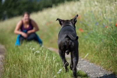 大好きな人に駆け寄る犬