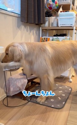 ちょんちょんするコロッケくん