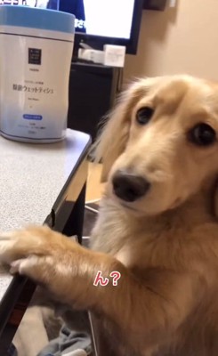 返事するモナカくん