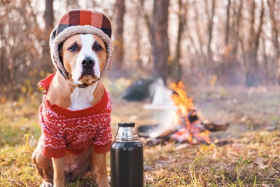 キャンプをする犬