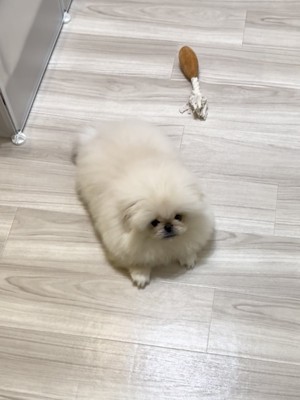 ペキニーズ