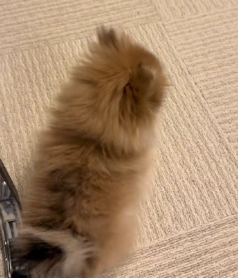 なぜかバック…！！