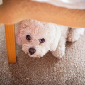 犬を怯えさせてしまう『絶対NG行為』4選 飼い主がしつけと勘違いしてやりがちな行動とは?
