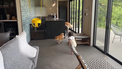 ブランコを発見！