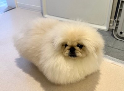 衝撃のお姿