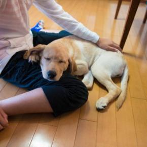 愛犬が『急に甘えてくる』ときの心理3　飼い主に伝えたいことがある？適切な対応方法まで