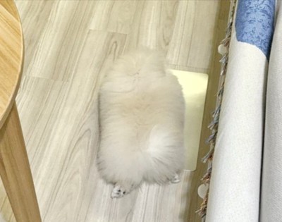 切り餅