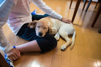甘えて飼い主に体を預ける犬