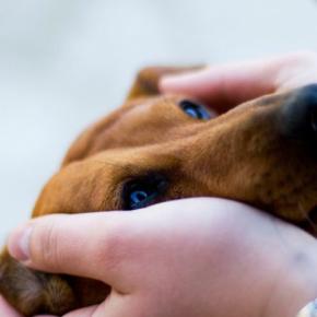 『傷つきやすい犬』に共通する特徴４つ　繊細なワンコの心理から飼い主が意識すべきことまで