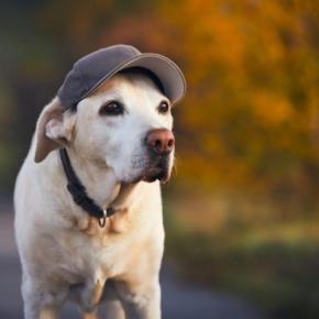 犬に『帽子を被らせる』メリット・デメリットとは　必要性はある？活用する場合の注意点まで