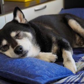 犬は何歳から『介護』が必要になるの?愛犬が高齢になったらすべきケアの基本とは
