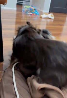 後輩犬を叱る