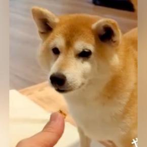 おやつで『マテ』する犬→『ヨシ』を待っているのかと思いきや…『まさかのワード』で食べる光景に反響「どういうシステムｗ」「ずっと見てたい」