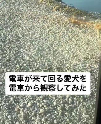 愛犬を見るため！！