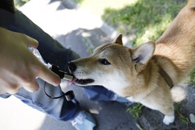 木陰で水を飲む犬