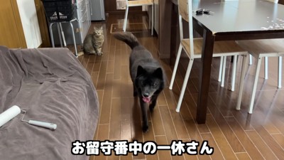 パパと一緒にお留守番