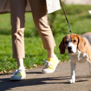 犬を『夏に散歩させる』ときの絶対NG行為5選　愛犬の命に関わるリスクとは？