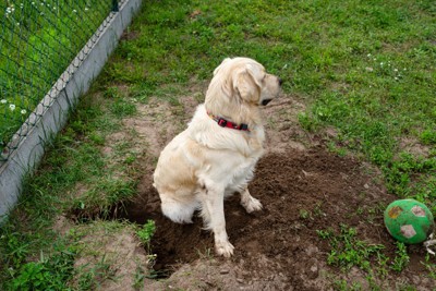 満足そうに穴を掘り終えた犬