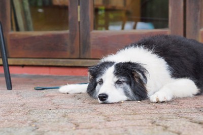 ぐったりする犬