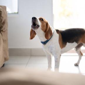 犬が早朝になると吠えてしまう原因4つ　落ち着かせる方法はある？取るべき対処法を解説