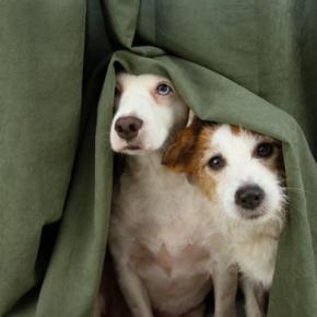 犬が『強風や雷雨』を怖がるときにすべきこと4つ　安心させる方法や急な天候不良への対策術まで