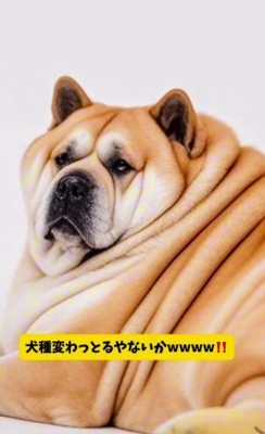別犬種になっちゃった！！