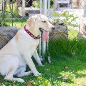 犬が夏にかかりやすい『病気』6選　見逃したくない危険な症状や今からできる対策まで