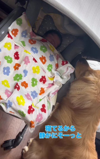 優しいお兄ちゃんになりそう！