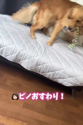 「おすわり」