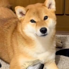 犬から少し目を離したら、母のマッサージ器で…まさかの『完璧に使いこなす光景』が106万再生の反響「うますぎw」「美意識高め」と爆笑