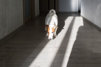 床のニオイを嗅ぐ犬