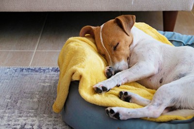 ベッドで寝る犬