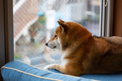 留守番する柴犬