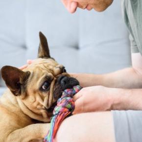 犬がストレス発散できる『室内遊び』3選　楽しく安全に遊ぶためのコツから注意点まで