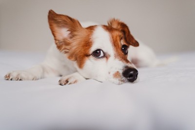 片耳をそばだてる犬