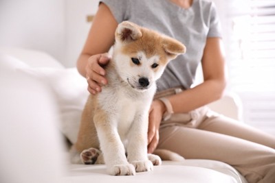 ソファーに座っている子犬
