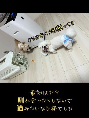新しく家族になった！