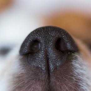 犬が嫌がる『ニオイ』7選 主な理由や飼い主が避けるべきモノまでご紹介