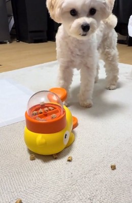 投稿主さんを見つめるココくん