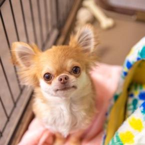 犬だけの『留守番』何時間までさせても大丈夫？ストレスにならない適正時間まで
