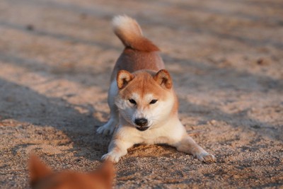 プレイバウ、柴犬