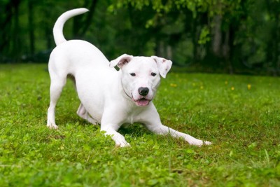 プレイバウ、白い折れ耳の犬