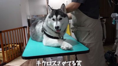 トリミング台のヴァルくん