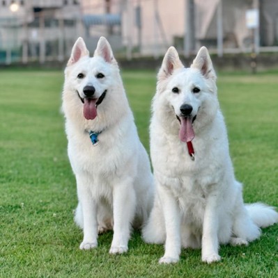 大型犬の親子